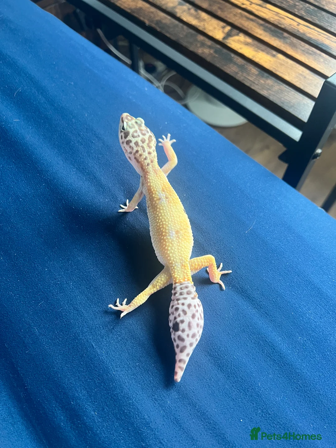 Leopard Gecko reptiles for sale: 3 Leopard Geckos for sale (Need sold ASAP) in Rickmansworth - Advert 16