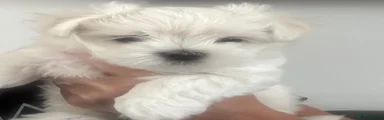 Maltese Boy