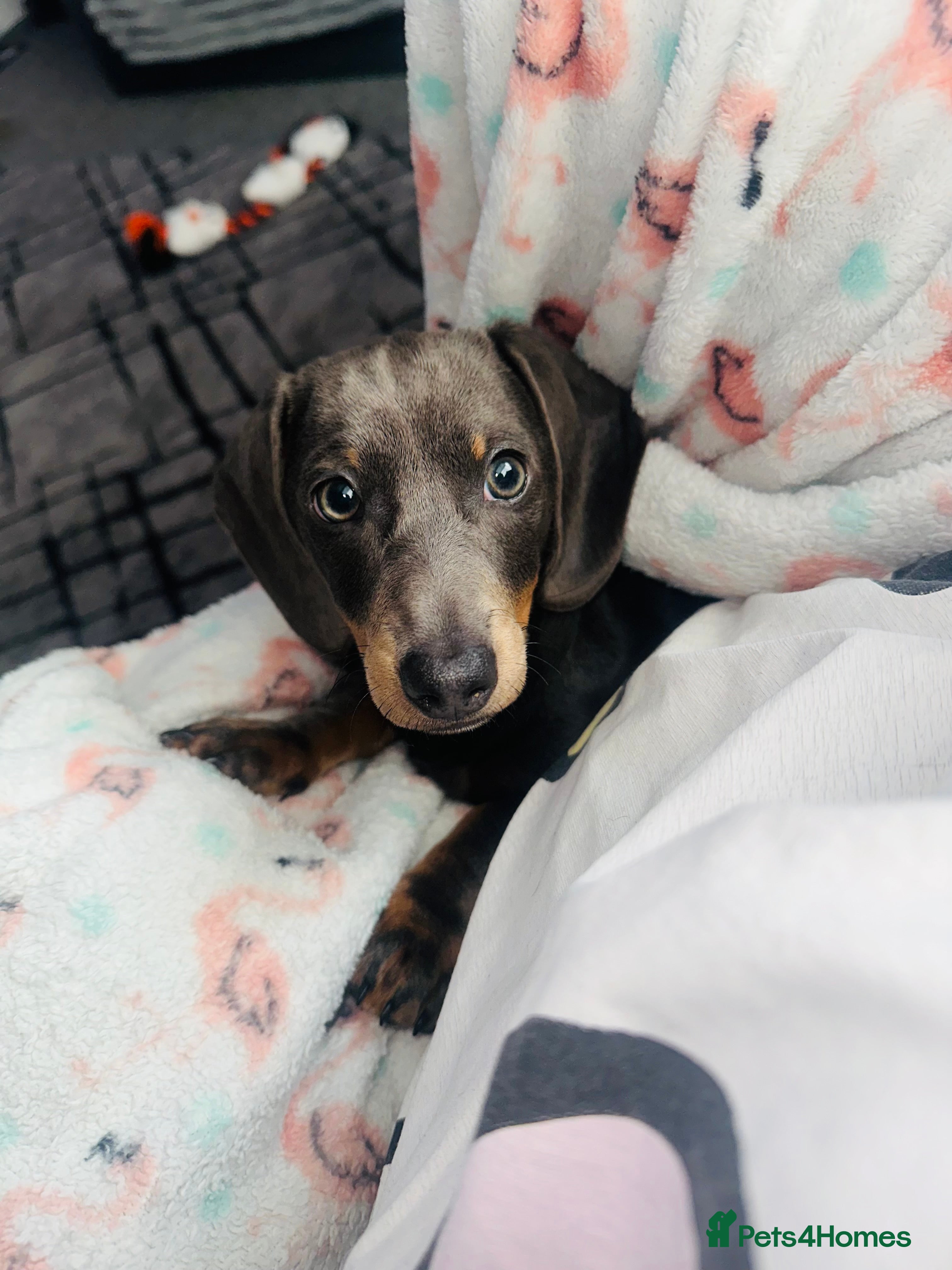 Miniature Dachshund dogs Miniature Dachshund - Advert 1