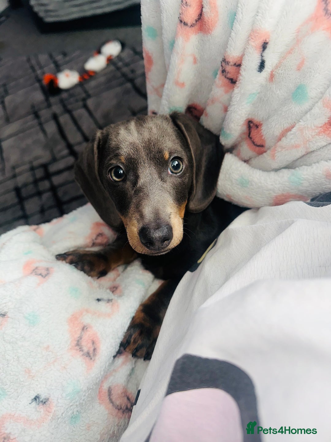 Miniature Dachshund dogs for sale: Miniature Dachshund - Advert 1