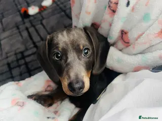 Miniature Dachshund dogs Miniature Dachshund - Advert 1