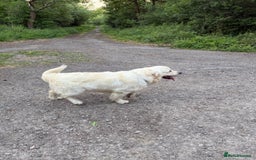 Golden Retriever dogs for stud: Handsome KC REGISTERED Golden Retriever  in Melton Mowbray - Image 10