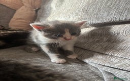 Domestic Shorthair cats for sale: Beautiful shorthair mixed colour kittens  - Image 24