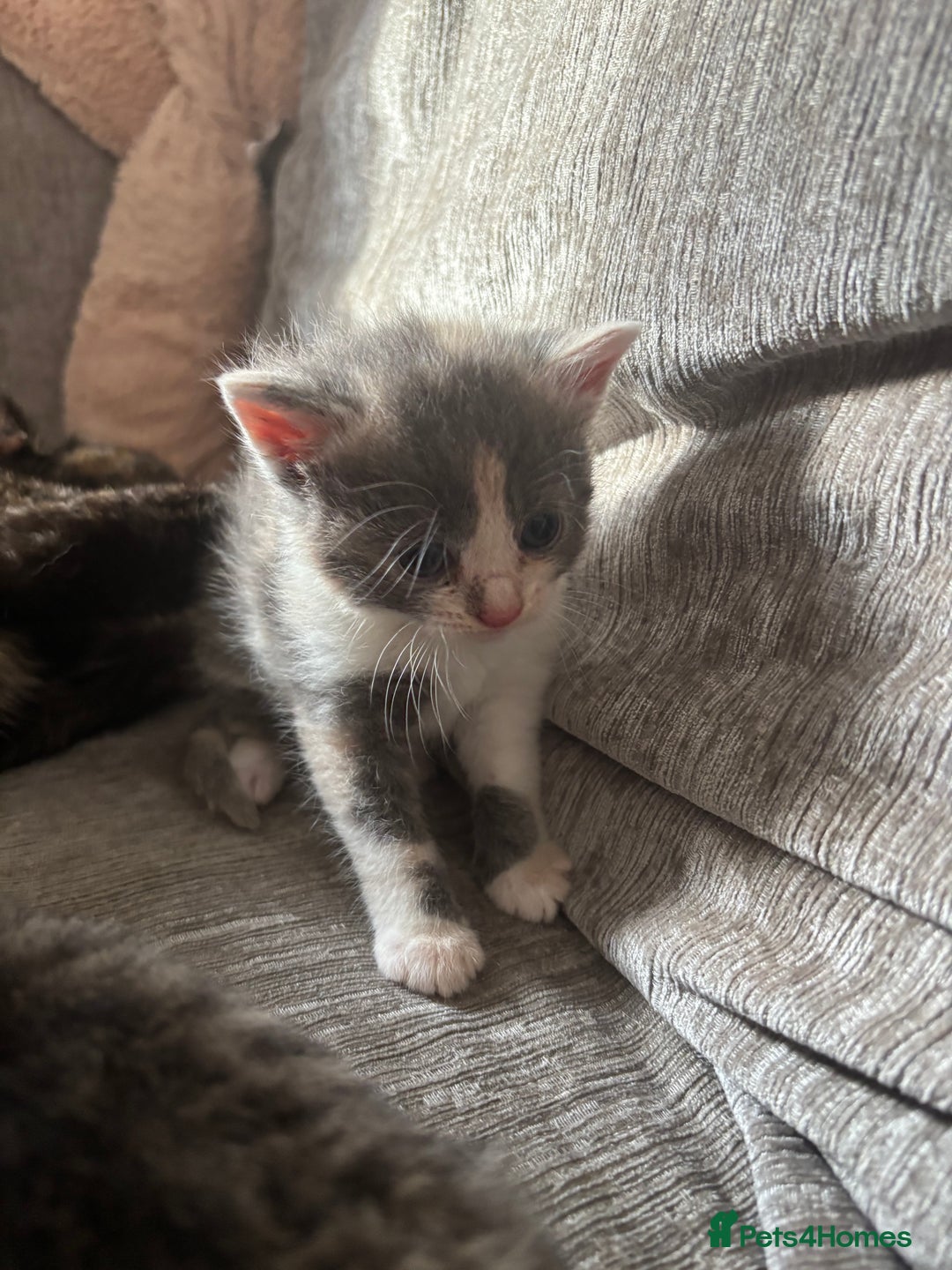 Domestic Shorthair cats for sale: Beautiful shorthair mixed colour kittens  - Image 24