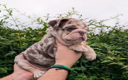 English Bulldog dogs for sale: English Bulldog Puppies  - Advert 21