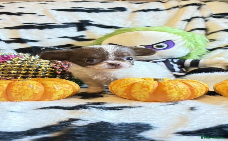 Chihuahua dogs - Advert 1