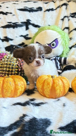Chihuahua dogs - Advert 1