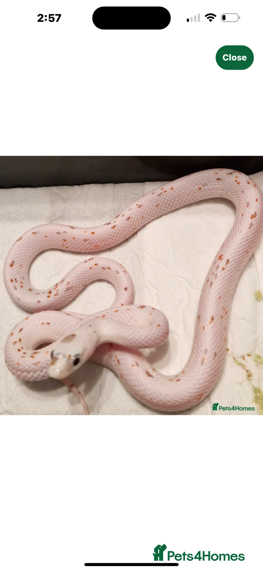 Corn Snake reptiles for sale: Corn snake  - Advert 1