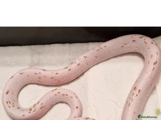 Corn Snake reptiles Corn snake - Advert 1