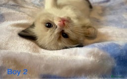Ragdoll cats for sale: Pure Ragdoll Kittens - Image 9