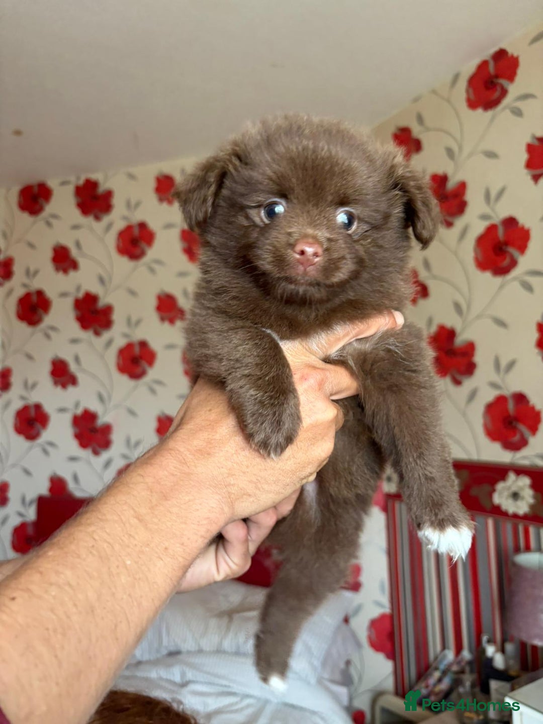 Pomeranian dogs for sale: Beautiful Pomeranian puppy’s 2 girls 1 boy.  - Image 19