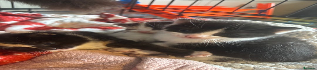 Male Kitten