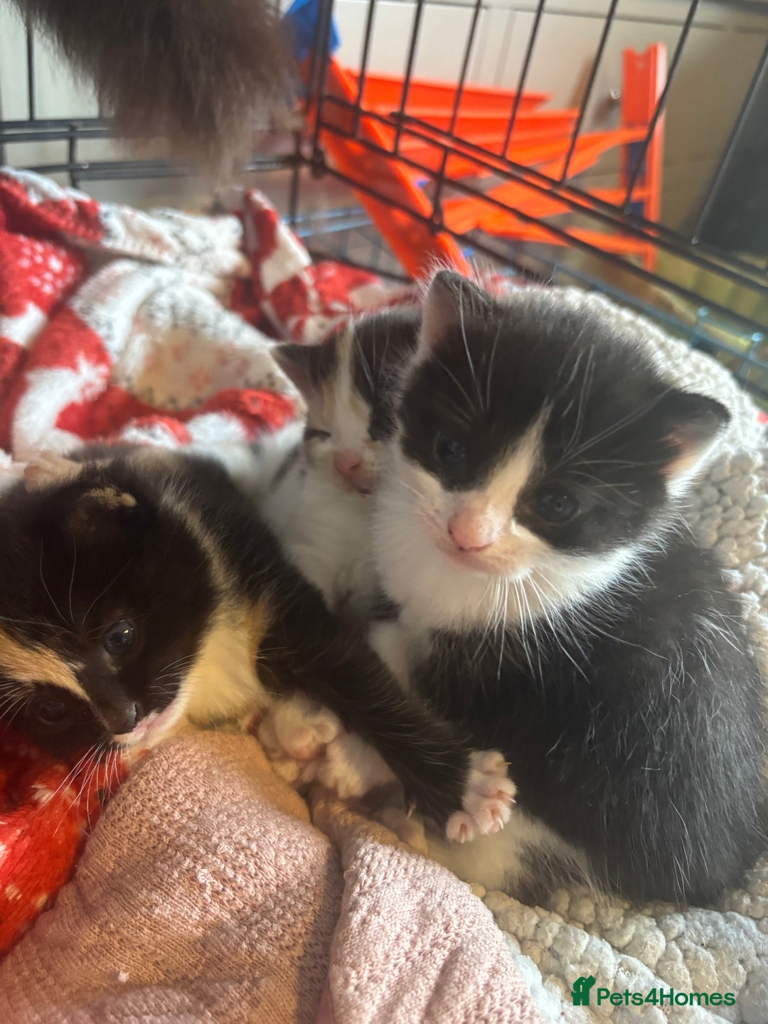 Mixed Breed cats for sale: 3 beautiful Kittens for sale  - Image 2