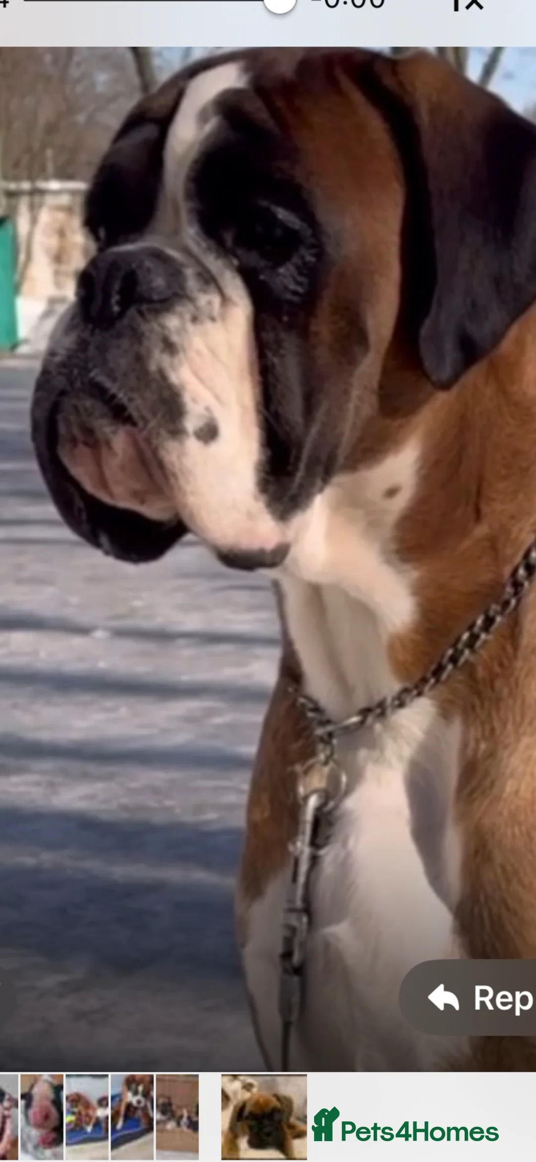 Boxer dogs for stud: Extensively Health Tested European Stud in Cardiff - Advert 12