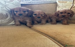 Cavapoo dogs for sale: LICENSED BREEDER HEALTH TESTED CAVAPOOS F1  - Image 8