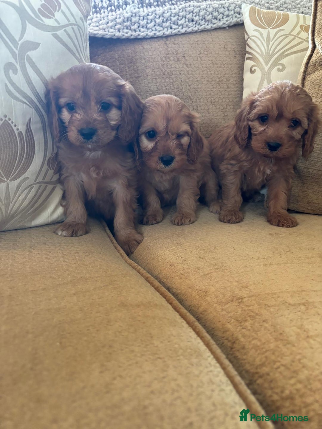 Cavapoo dogs for sale: LICENSED BREEDER HEALTH TESTED CAVAPOOS F1  - Image 8
