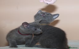 Russian Blue cats for sale: Pure Russian Blue kittens 2 boys one girl - Image 12