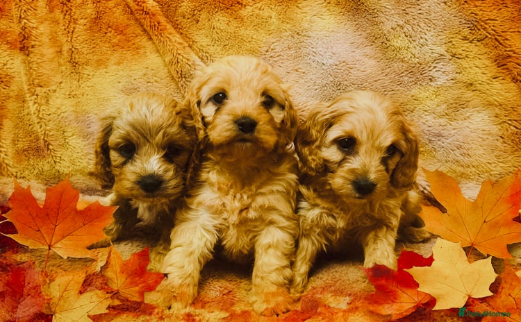 Cockapoo dogs - Advert 13