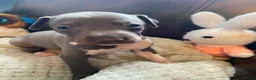 Italian Greyhound dogs for sale: Meet your future shadows   - Advert 8