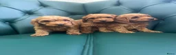 Cockapoo dogs for sale: 5⭐️ Licensed breeder. F1 cockapoo PRA Clear - Advert 6