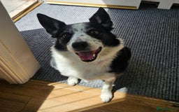 Border Collie dogs for sale: Older girl needing a quiet home  - Image 1