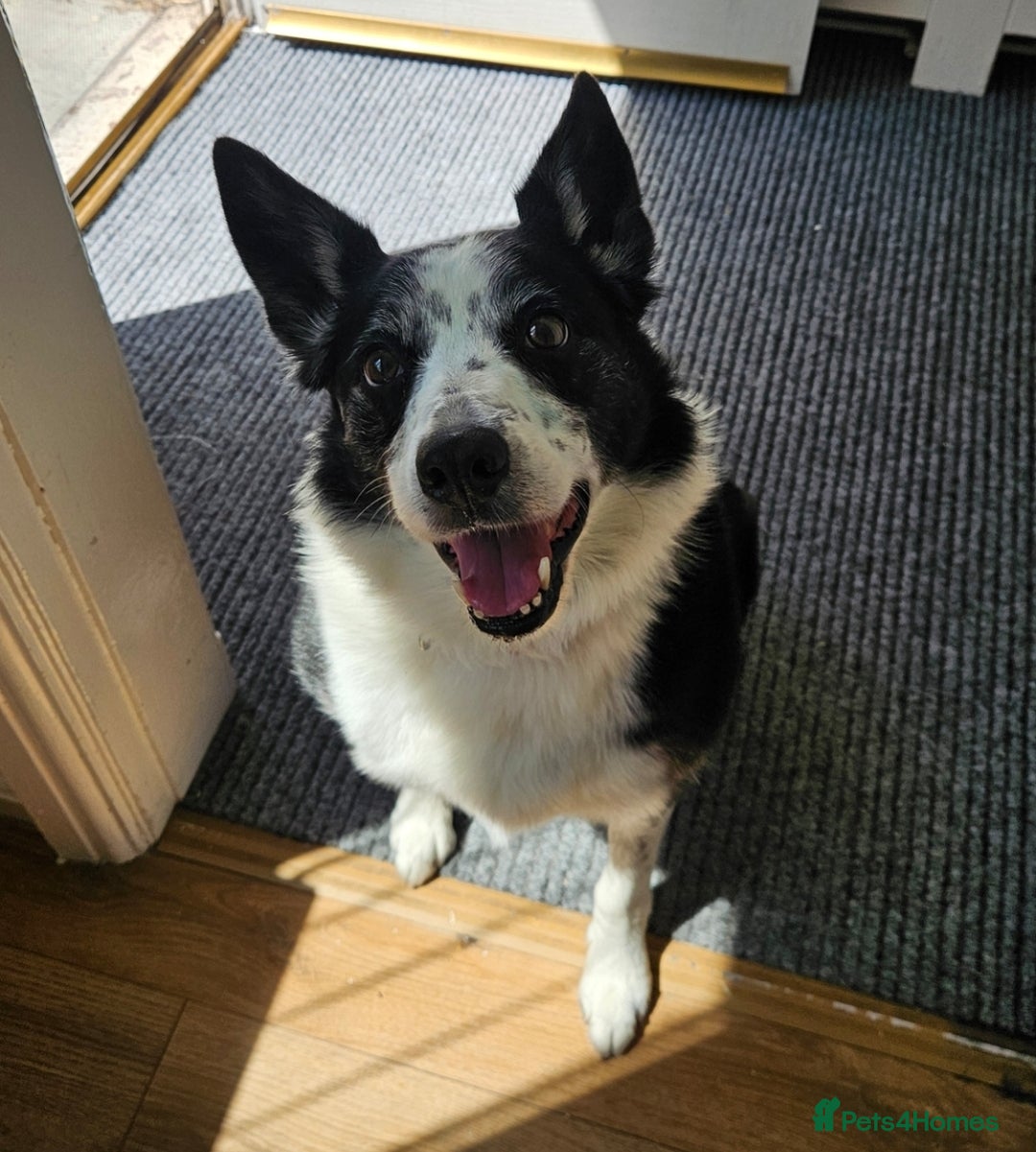 Border Collie dogs for sale: Older girl needing a quiet home  - Image 1