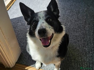 Border Collie dogs - Advert 29