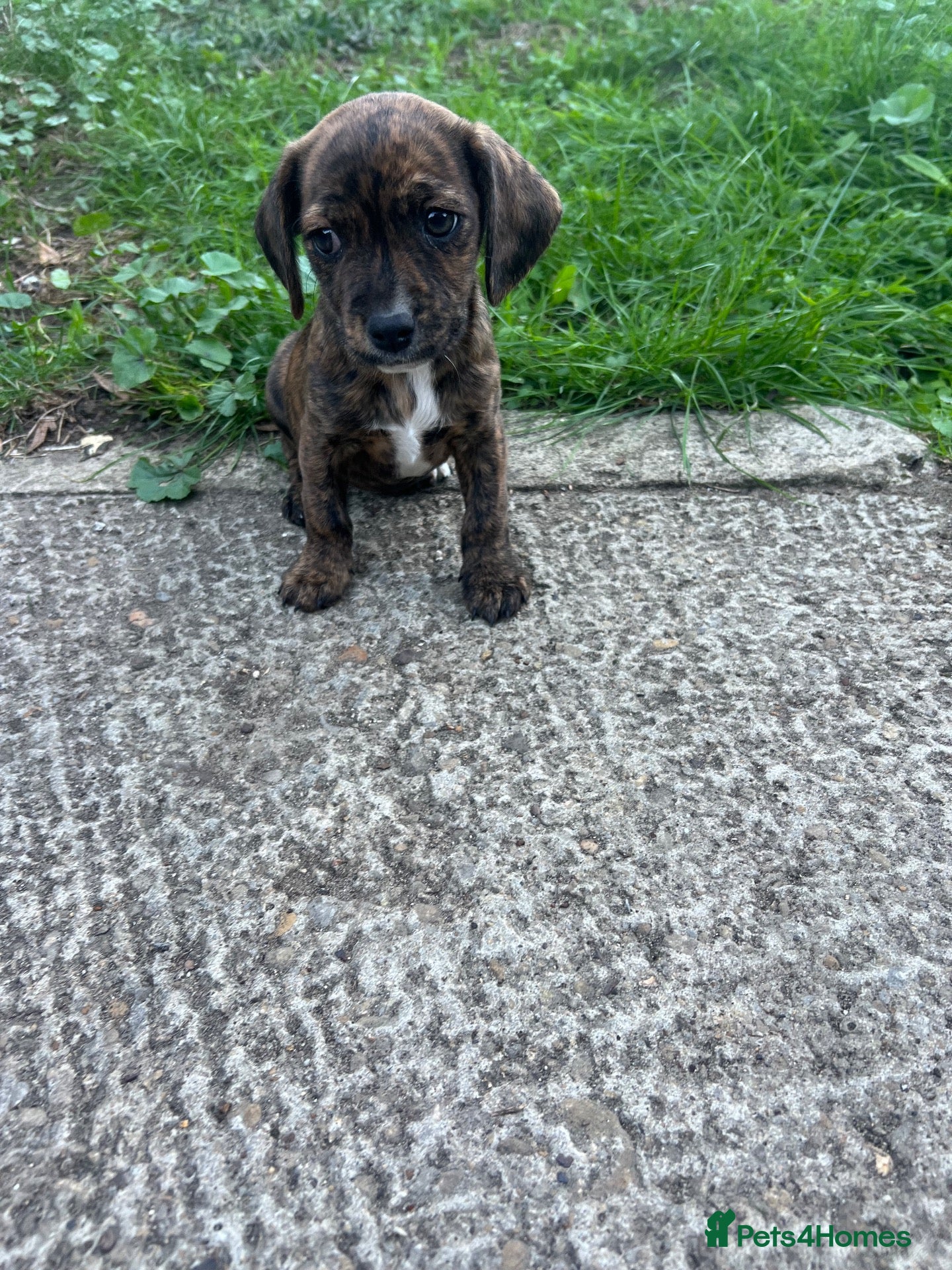 Mixed Breed dogs Cavajack puppies for sale  - Advert 2
