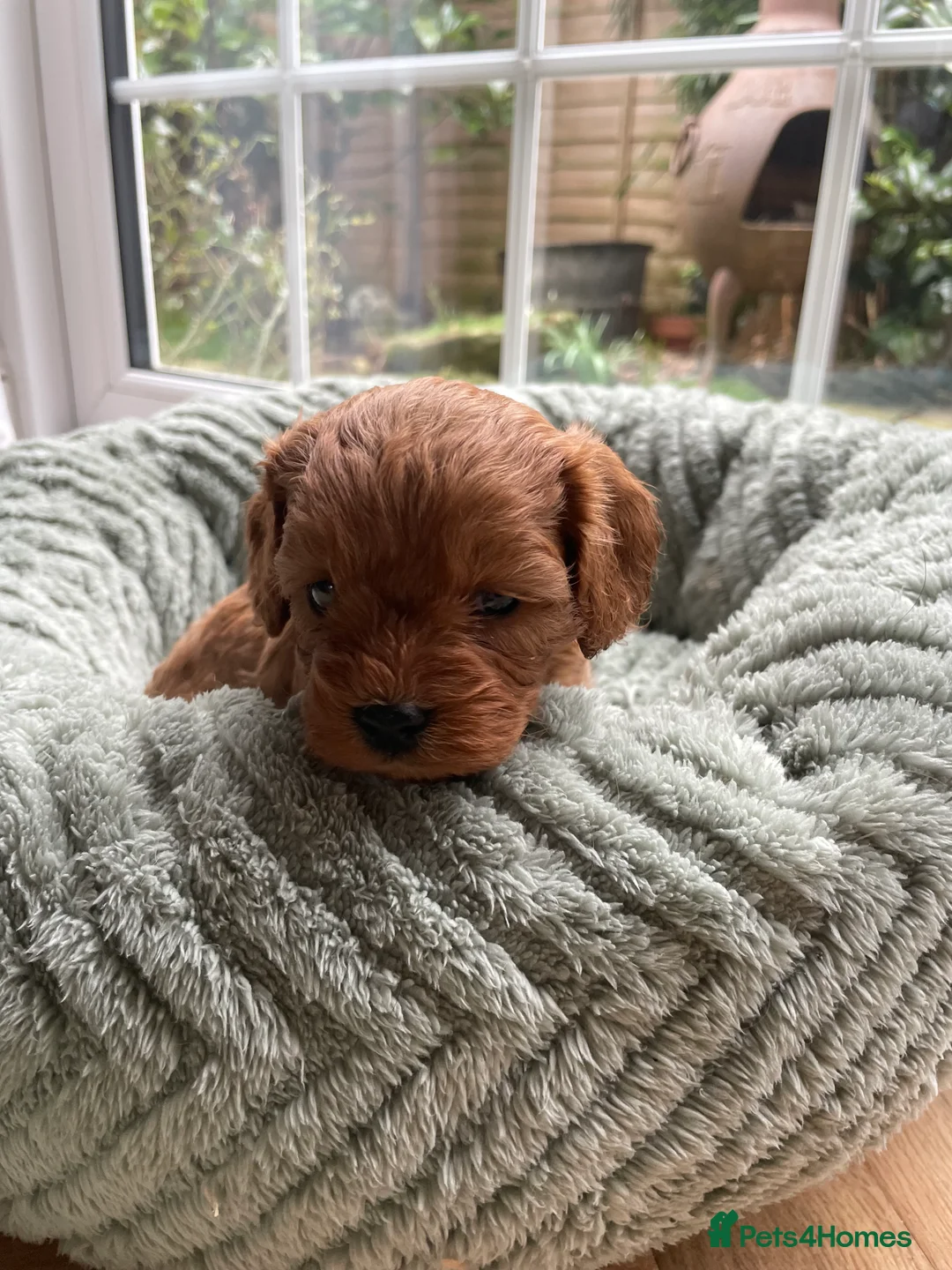 Cavapoo dogs for sale: F1 Toy Cavapoo puppies  - Advert 16