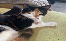 Mixed Breed cats for sale: Calico & Mixed Breed - Image 8