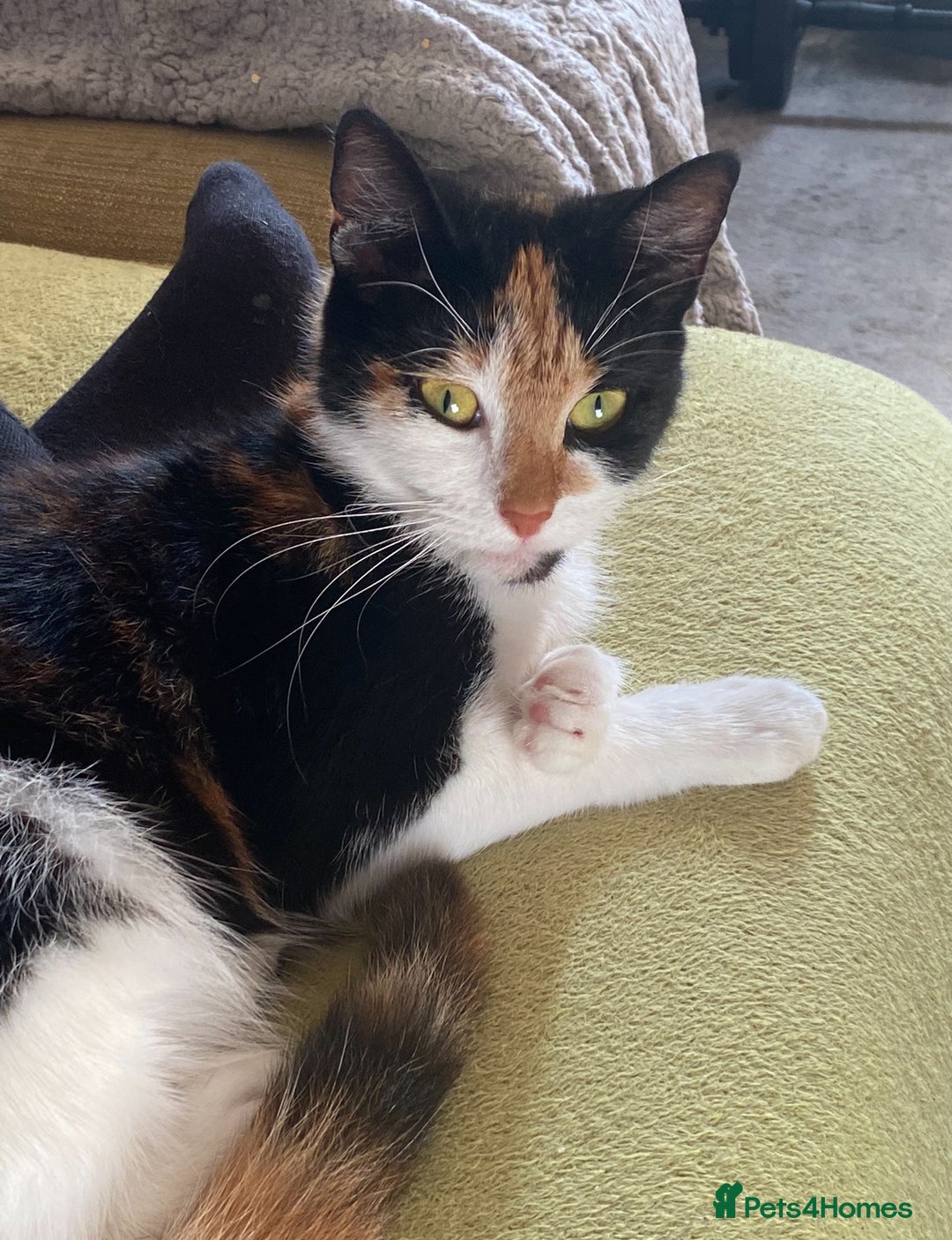 Mixed Breed cats for sale: Calico & Mixed Breed - Image 8