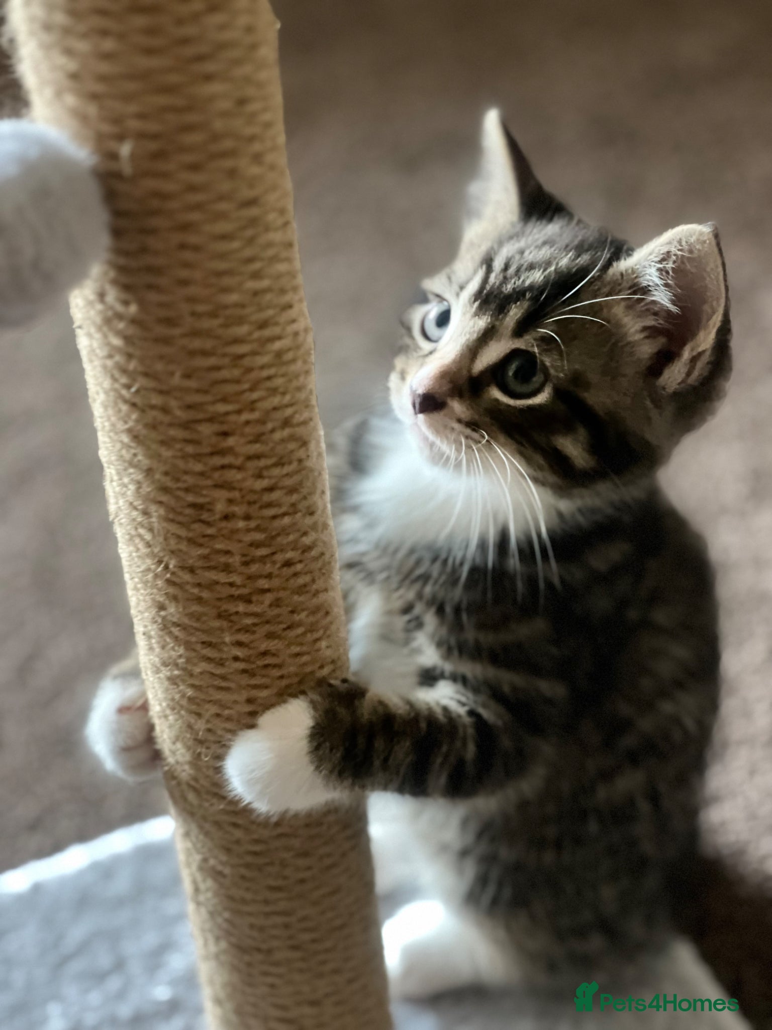 Mixed Breed cats 2 boys, 2 girls available  - Advert 2