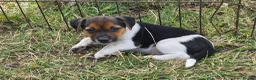 Jack Russell dogs for sale: Jack Russell puppies - Advert 4