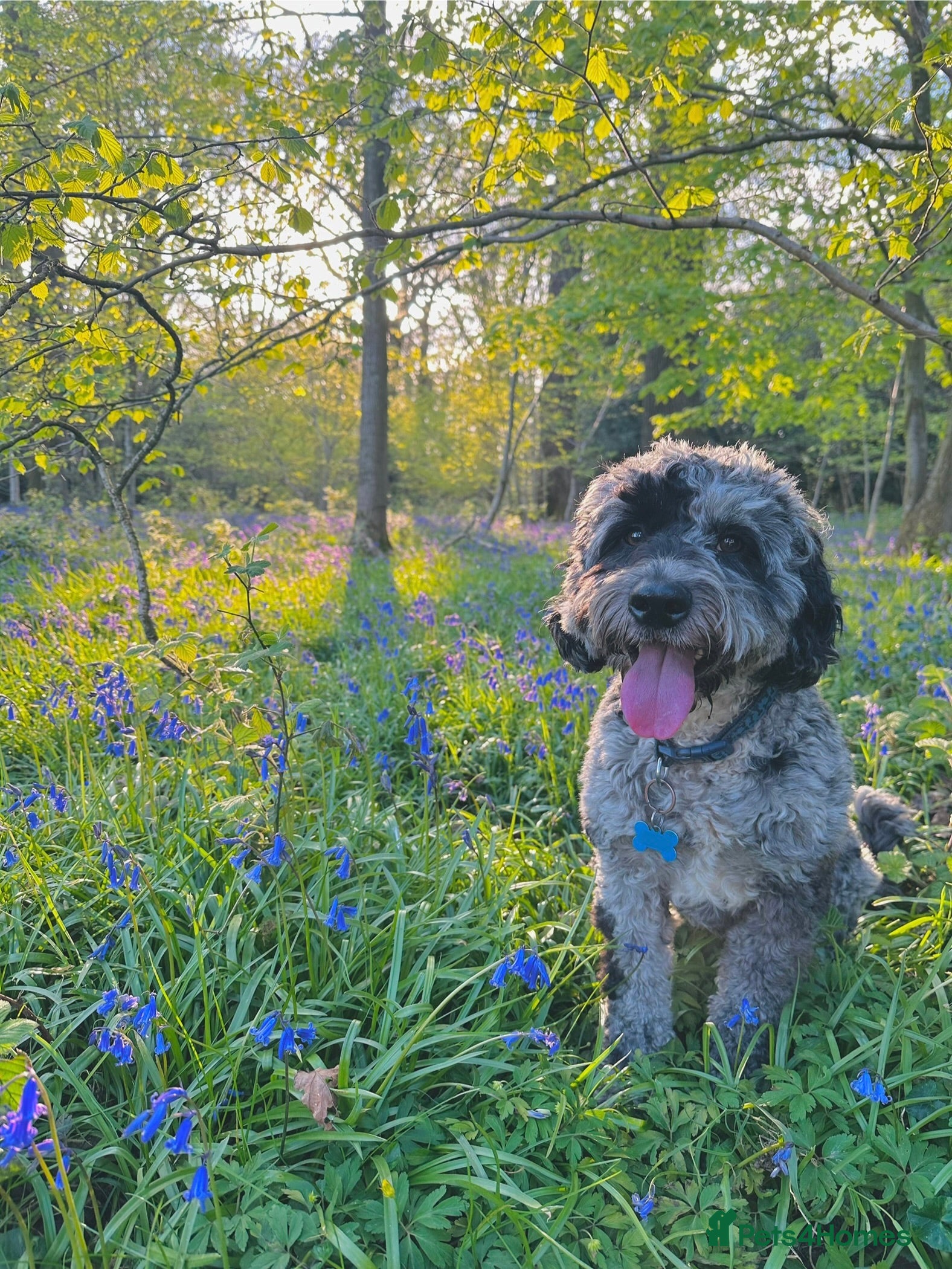 Cockapoo dogs Blue Merle Cockapoo for stud - Advert 17