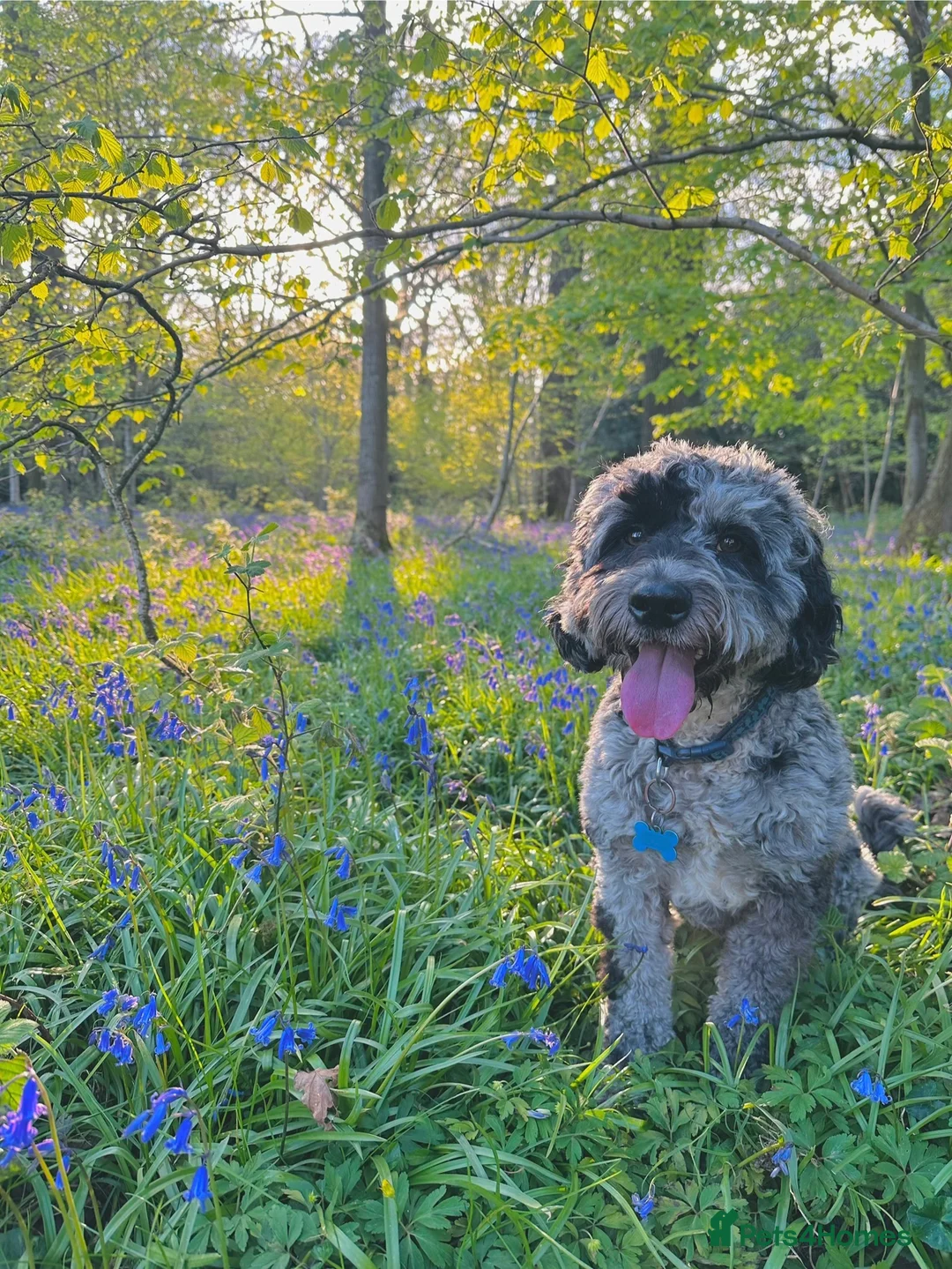 Cockapoo dogs for stud: Blue Merle Cockapoo for stud in Swadlincote - Advert 1