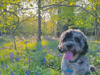 Cockapoo dogs Blue Merle Cockapoo for stud - Advert 7