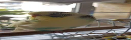 Budgerigars birds for sale: Colourful male and female budgies - Advert 5