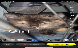 Mixed Breed cats for sale: 6 beautiful kittens  - Image 3