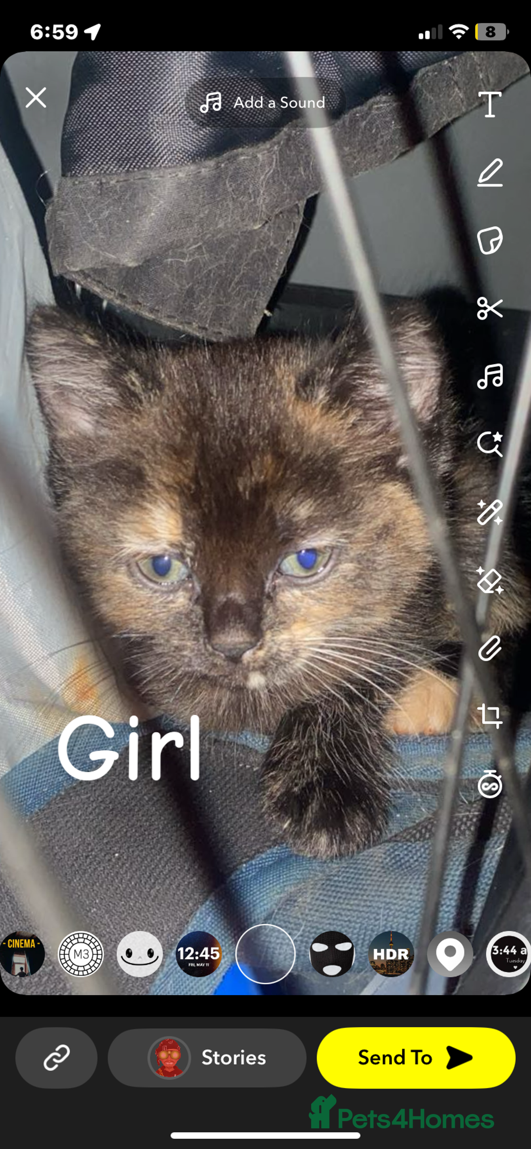 Mixed Breed cats for sale: 6 beautiful kittens  - Image 3