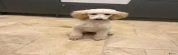 Labradoodle dogs for sale: Labradoodles  - Advert 23