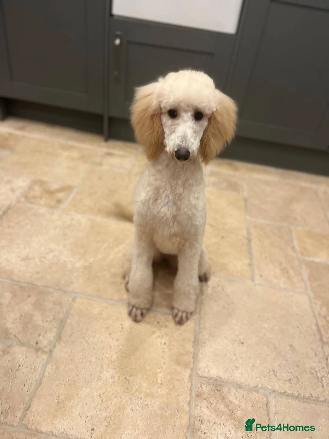 Labradoodle dogs for sale: Labradoodles  - Advert 23