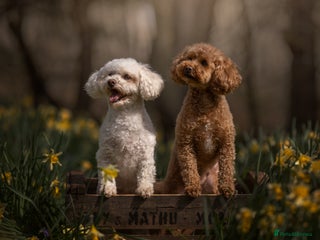 Mixed Breed dogs Bella - Poochon sisters for sale together - Advert 2