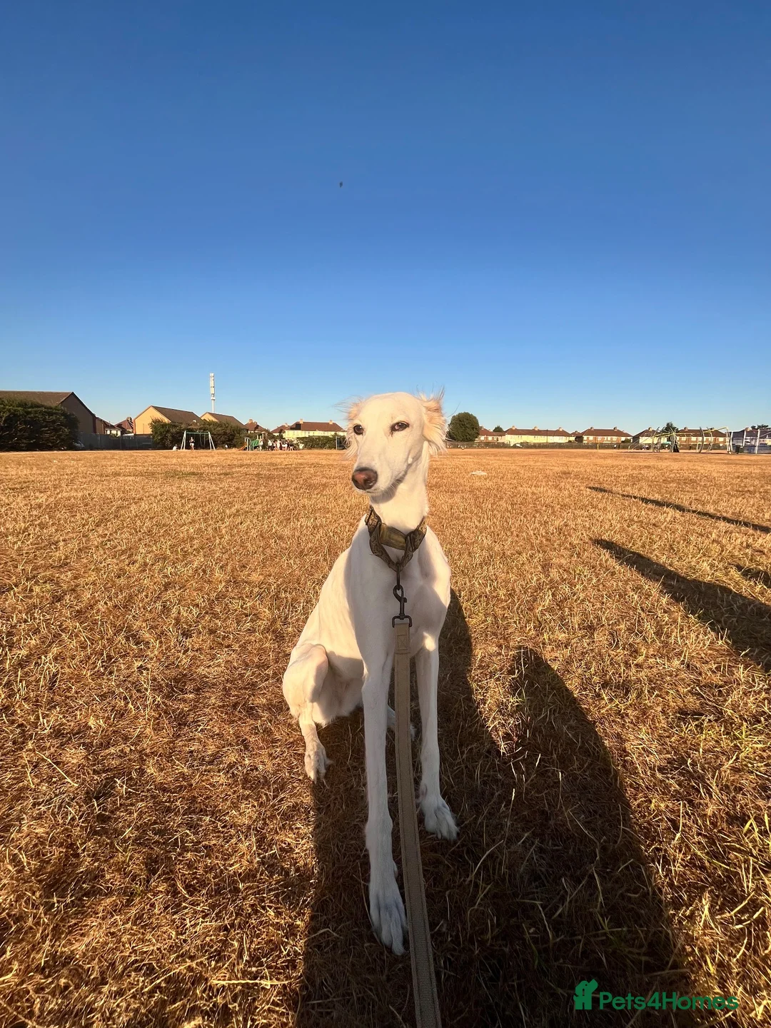 Mixed Breed dogs for sale: Female Saluki x Greyhound  - Advert 2