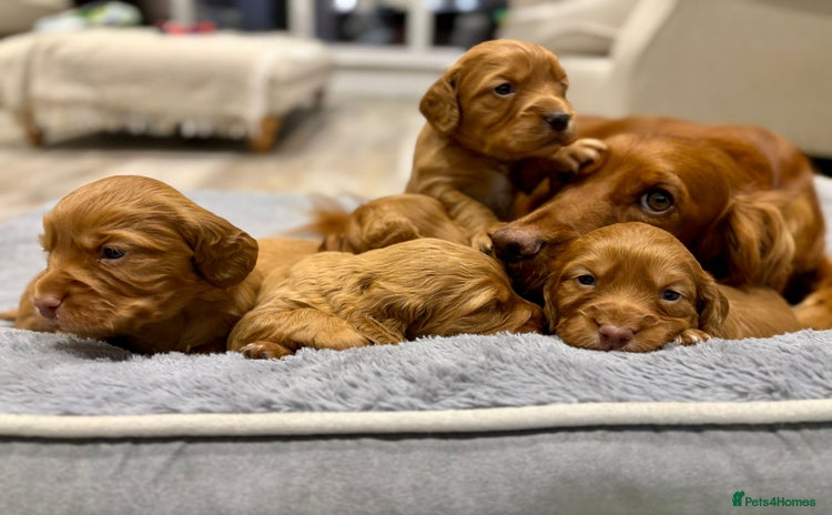 Cocker Spaniel dogs - Advert 7