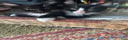 Mixed Breed cats for sale: 2 lovely boy kittens available now - Advert 1