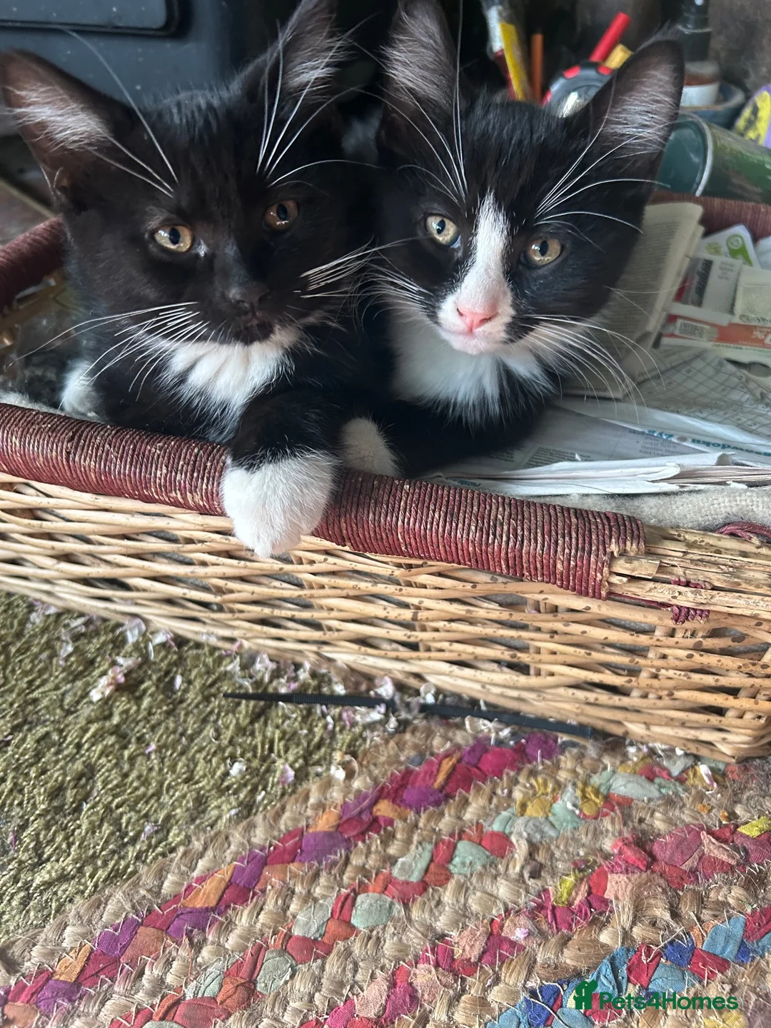 Mixed Breed cats for sale: 2 lovely boy kittens available now - Advert 1