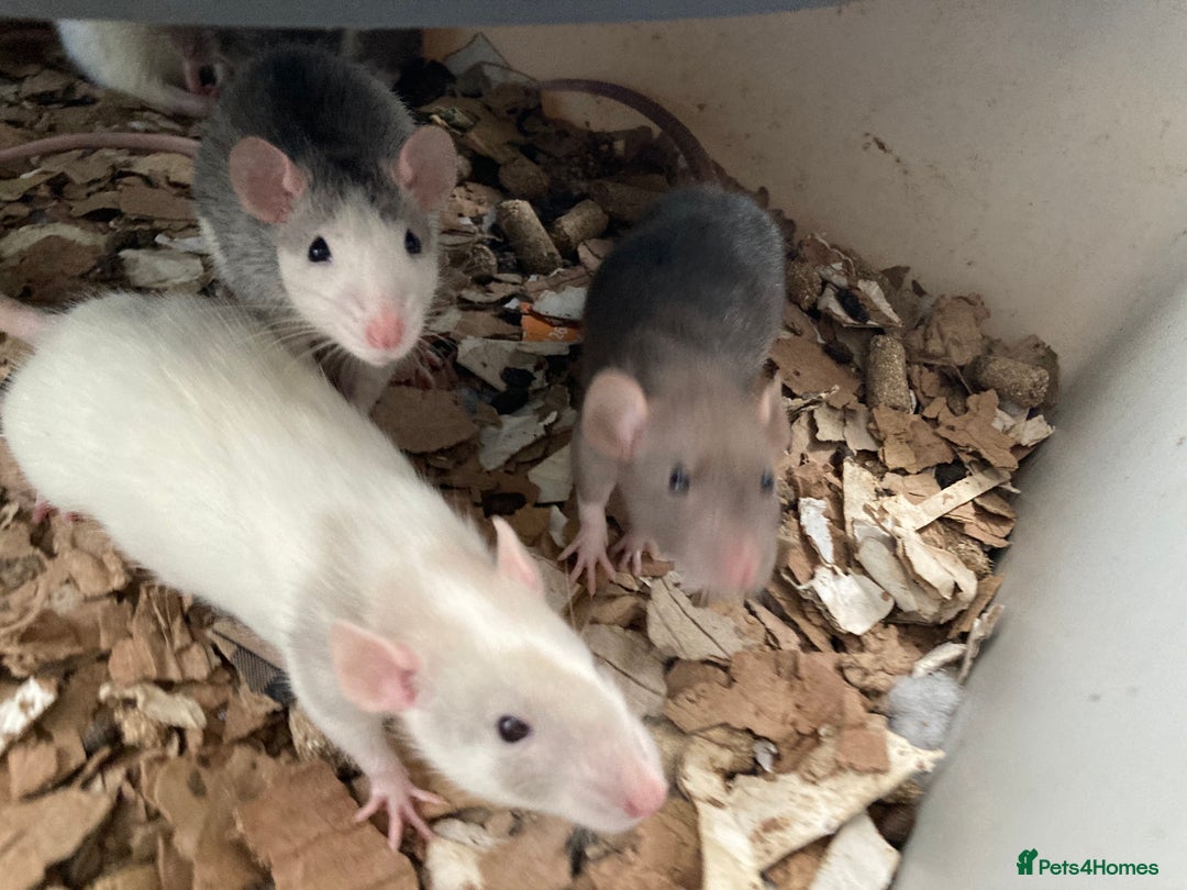 Rat rodents for sale: Baby Fancy/Dumbo/naked and Rex Rats available Hull - Image 7