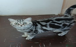 British Shorthair cats for sale: Bsh.Silver Classic Tabby.GCCF./TICA. - Image 6