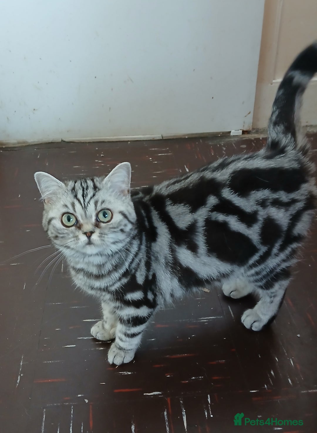 British Shorthair cats for sale: Bsh.Silver Classic Tabby.GCCF./TICA. - Image 6