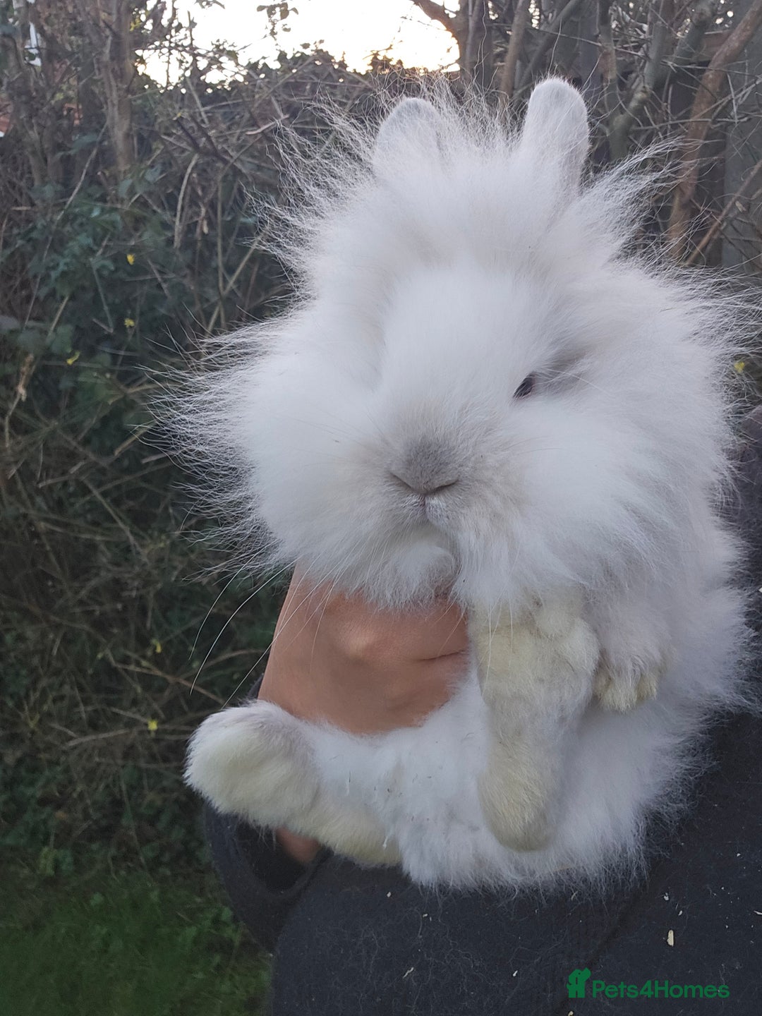 Lionhead rabbits for sale: 2 Beautiful Lionhead Baby Bucks - Advert 2